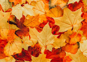 「天高く馬肥ゆる秋」とは？